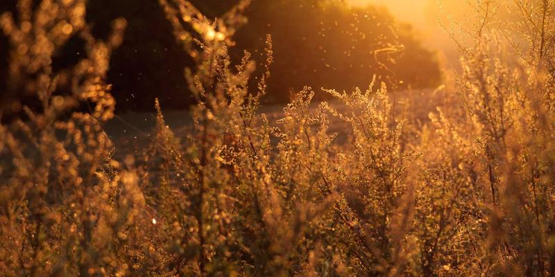 四季如春的智慧：一份科学实用的季节性家居环境优化全指南